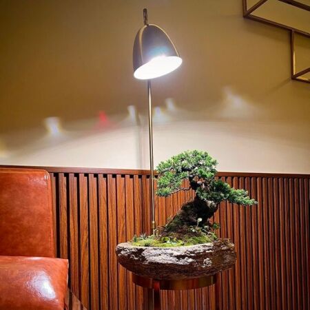 Chiếc đèn rọi cây trong nhà đang rọi cây bonsai