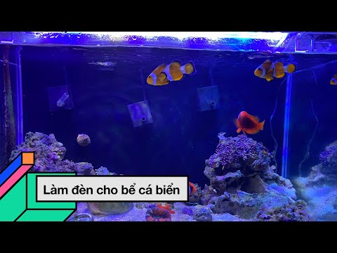 đèn led được lắp đặt trong bể cá biển